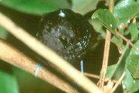 Bananal Antbird - Cercomacra ferdinandi