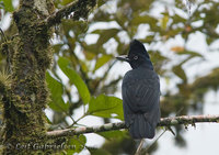 Amazonian Umbrellabird - Cephalopterus ornatus