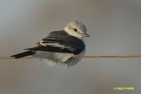 White-rumped Monjita - Xolmis velata