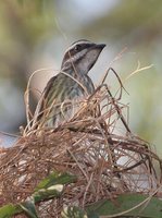 Piratic Flycatcher - Legatus leucophaius