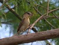 Rose-throated Becard - Pachyramphus aglaiae