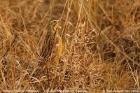 Yellow-throated Longclaw - Macronyx croceus