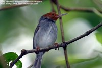 Ashy Tailorbird - Orthotomus ruficeps