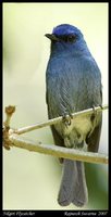 Nilgiri Flycatcher - Eumyias albicaudata