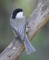 Carolina Chickadee - Poecile carolinensis