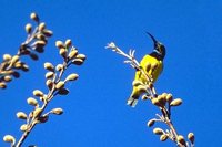 Olive-backed Sunbird - Cinnyris jugularis