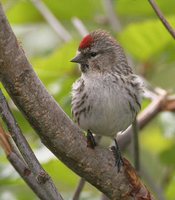 Common Redpoll - Carduelis flammea