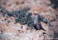 Trumpeter Finch - Bucanetes githaginea