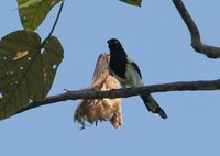 Magpie Tanager - Cissopis leveriana