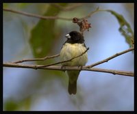 Yellow-bellied Seedeater - Sporophila nigricollis