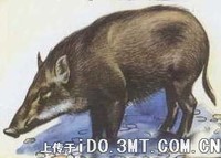 苏门野猪 Sus scrofa vittatus 苏门 -