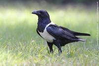 Pied Crow, Corvus albus