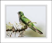 Klaas's Cuckoo (Chrysococcyx klaas)