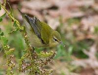 Tennessee Warbler