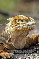 Land iguana Isla Isabela Galapagos Islands , Ecuador stock photo