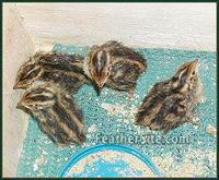 Newly hatched Coturnix chicks