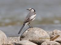 White wagtail leucopsisC20D 01962.jpg