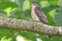 Malaysian Hawk-Cuckoo ( Cuculus fugax )