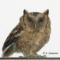 Indian Scops Owl