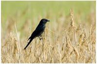 Black Drongo