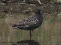 Spotted Redshank Tringa erythropus 학도요