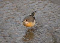 Grey Wagtail Motacilla cinerea 노랑할미새