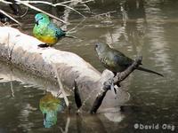 Red-rumped Parrot