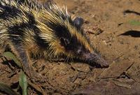 Yellow-streaked Tenrec, Hemicentites semispinosus, Perinet Rainforest, Madagascar (29915)