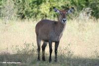 Female bushbuck