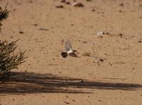 Desert Warbler (Sylvia nana)