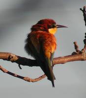 Bee-eater (Merops apiaster)