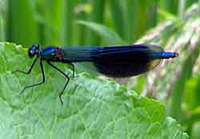 The banded demoiselle damselfly