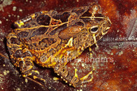 : Bufo camerunensis
