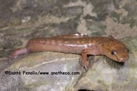 : Gyrinophilus subterraneus; West Virginia Spring Salamander