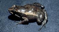 : Hyloxalus sylvaticus