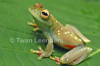 : Hypsiboas rufitelus