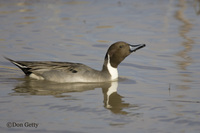 : Anas acuta; Northern Pintail