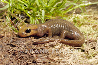 : Salamandra salamandra alfredschmidti; Fire Salamander