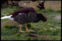 : Chloephaga hybrida malvinarum; Kelp Goose