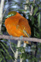 : Chrysoenas victor; Orange Dove