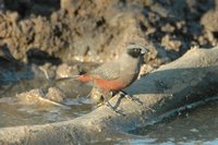 : Estrilda erythronotos; Black-cheeked Waxbill