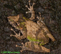 : Scinax garbei