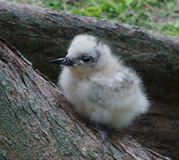 : Gygis alba rothschildi; White Tern (fairy) Chick