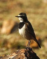 : Oenanthe pileata; Capped Wheatear