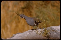 : Oreortyx pictus; Mountain Quail