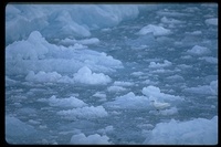 : Pagophila eburnea; Ivory Gull