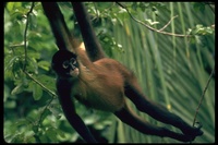 : Ateles sp.; Red Spider Monkey