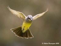 : Tyrannus vociferans; Cassin's Kingbird