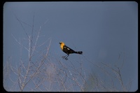 : Xanthocephalus xanthocephalus; Yellow-headed Blackbird