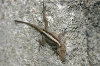 : Anolis cristatellus; Crested Anole